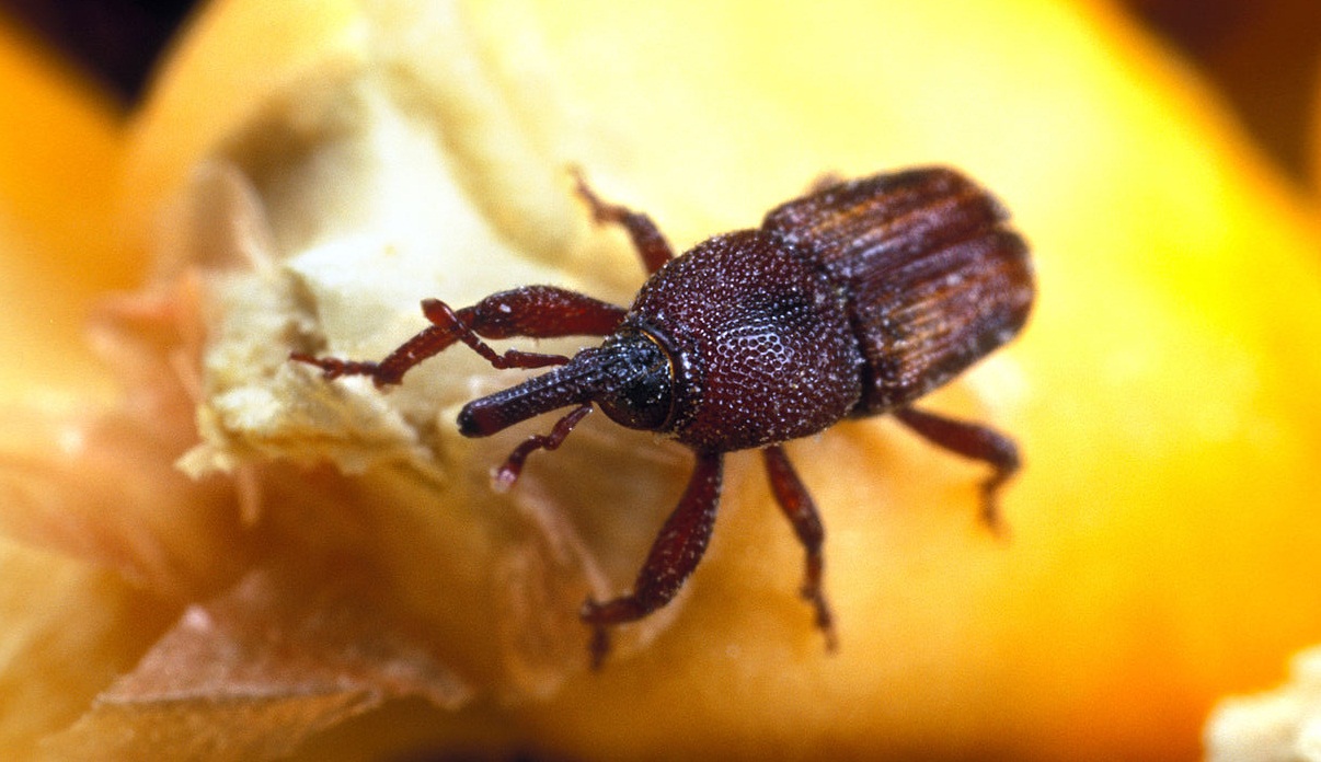 4.Maize weevil
